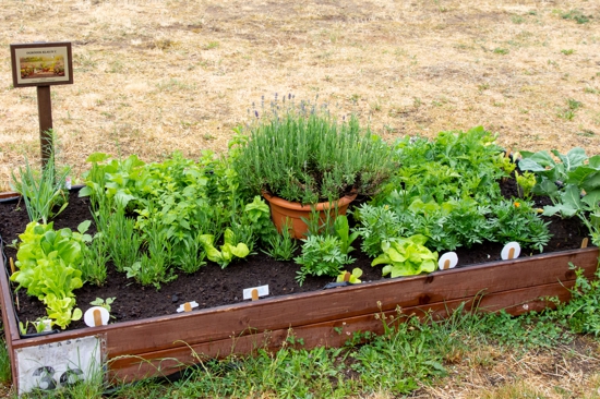 Ogródki szkolne  w ramach projektu Zielono – niebieskie Pobiedziska